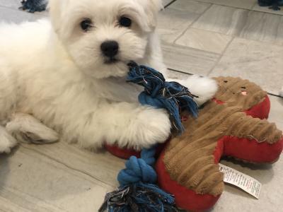 Beautiful Maltese X Bichon Frise puppies (Maltichon) for sale in Carlow