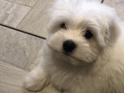 Beautiful Maltese X Bichon Frise puppies (Maltichon) for sale in Carlow