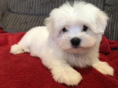 Beautiful Maltese X Bichon Frise puppies (Maltichon) for sale in Carlow