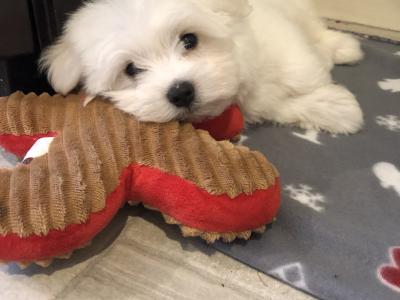 Beautiful Maltese X Bichon Frise puppies (Maltichon) for sale in Carlow