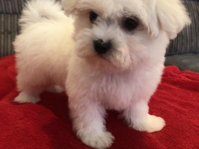 Beautiful Maltese X Bichon Frise puppies (Maltichon) for sale in Carlow