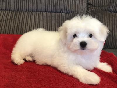 Beautiful Maltese X Bichon Frise puppies (Maltichon) for sale in Carlow