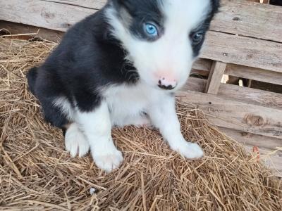 Border Collie puppies in Tipperary
