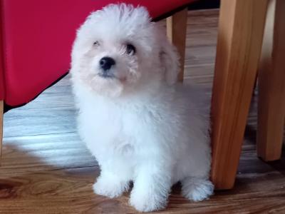Beautiful Bichon Frise puppies in Limerick