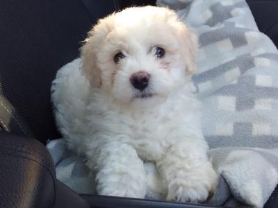 Beautiful Bichon Frise puppies in Limerick