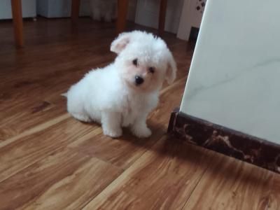 Beautiful Bichon Frise puppies in Limerick