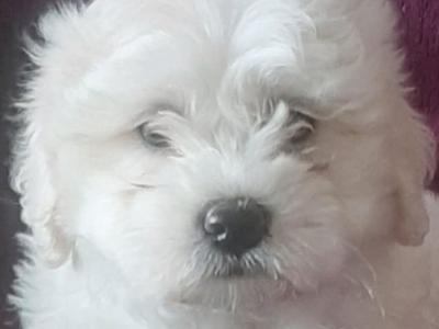 Beautiful Bichon Frise puppies in Limerick