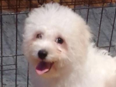 Beautiful Bichon Frise puppies in Limerick