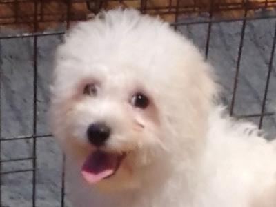 Beautiful female Bichon Frise puppy in Limerick