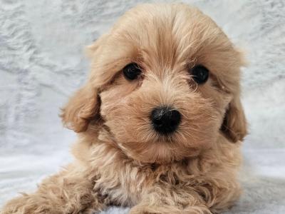 Gentle male Maltipoo puppy in Limerick
