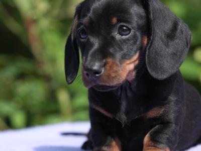 Top Quality miniature Dachshund puppies in Tyrone