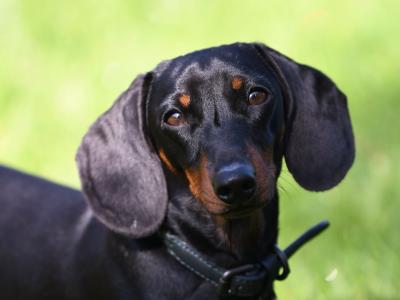 Top Quality miniature Dachshund puppies in Tyrone