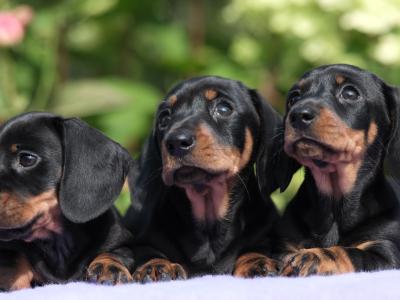 Top Quality miniature Dachshund puppies in Tyrone