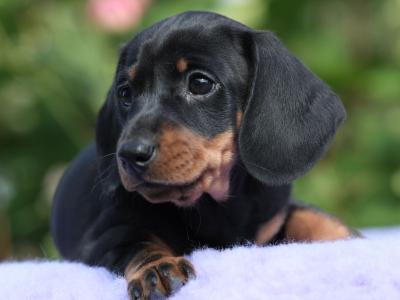 Top Quality miniature Dachshund puppies in Tyrone
