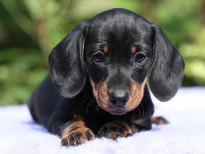 Top Quality miniature Dachshund puppies in Tyrone