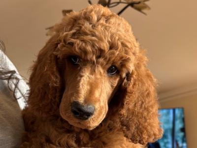 Standard Poodle puppies IKC Registered Champ lines ready!