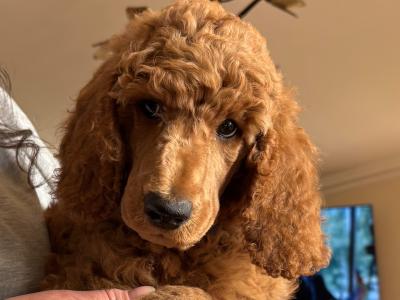 Standard Poodle puppies IKC Registered. Gorgeous NON SHED!