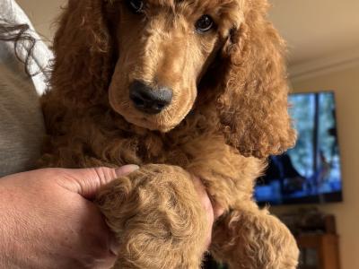 Standard Poodle puppies IKC Registered Champ lines ready!