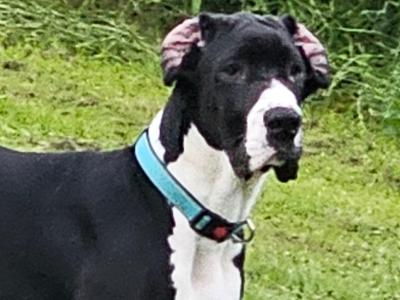 Male Great Dane in Kerry