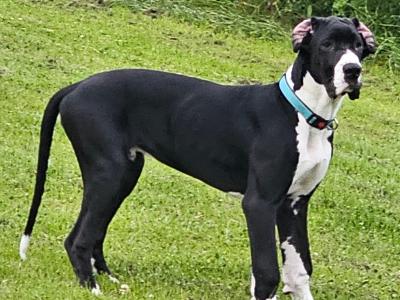 IKC Registered male Great Dane puppy 7 months old in Kerry