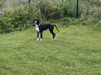 IKC Registered male Great Dane puppy 7 months old in Kerry