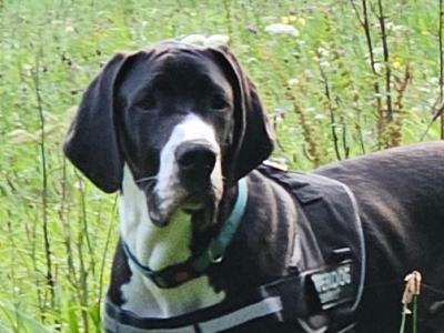 IKC Registered male Great Dane puppy 7 months old in Kerry