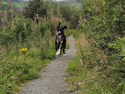 IKC Registered male Great Dane puppy 7 months old in Kerry
