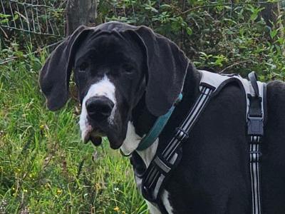 IKC Registered male Great Dane puppy 7 months old in Kerry