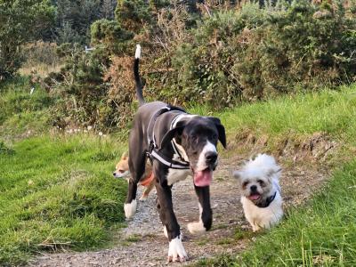 IKC Registered male Great Dane puppy 7 months old in Kerry