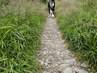 IKC Registered male Great Dane puppy 7 months old in Kerry