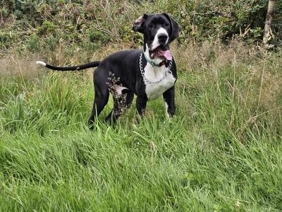 IKC Registered male Great Dane puppy 7 months old in Kerry