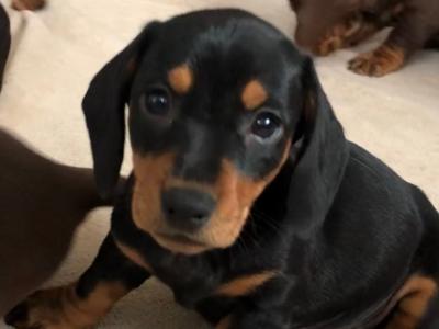 Lovely Dachshund puppies seeking a forever home