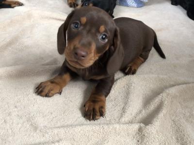 Lovely Dachshund puppies seeking a forever home