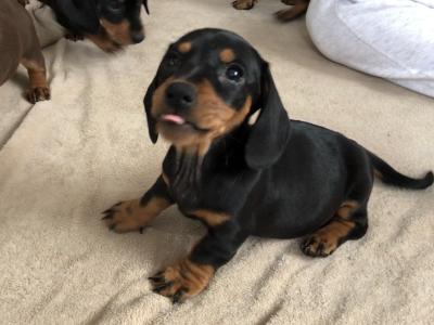 Lovely Dachshund puppies seeking a forever home
