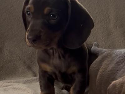 Lovely Dachshund puppies seeking a forever home
