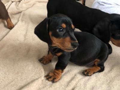 Lovely Dachshund puppies seeking a forever home