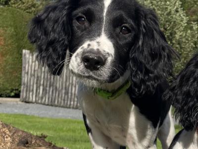 Beautiful purebred female Springer Spaniel puppy in Galway