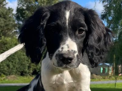 Beautiful purebred female Springer Spaniel puppy in Galway
