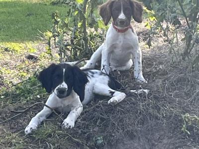 Beautiful purebred female Springer Spaniel puppy in Galway