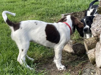 Beautiful purebred female Springer Spaniel puppy in Galway