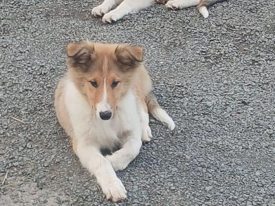 Male Rough Collie Cross puppy in Meath