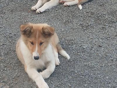 Male Rough Collie Cross puppy in Meath