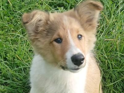 Male Rough Collie Cross puppy in Meath