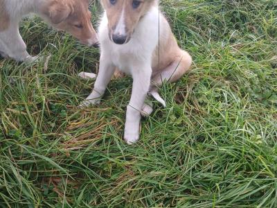 Male Rough Collie Cross puppy in Meath