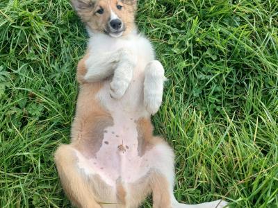 Male Rough Collie Cross puppy in Meath