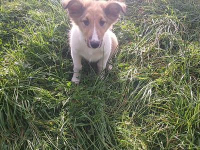 Male Rough Collie Cross puppy in Meath