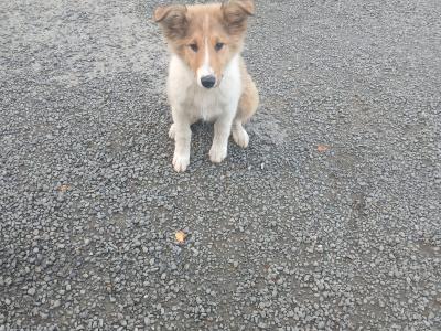 Male Rough Collie Cross puppy in Meath