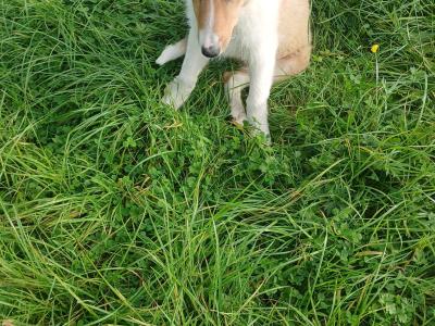 Male Rough Collie Cross puppy in Meath