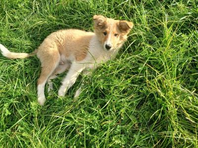 Male Rough Collie Cross puppy in Meath