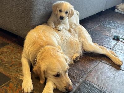 Purebred Golden Retriever puppies in Cork